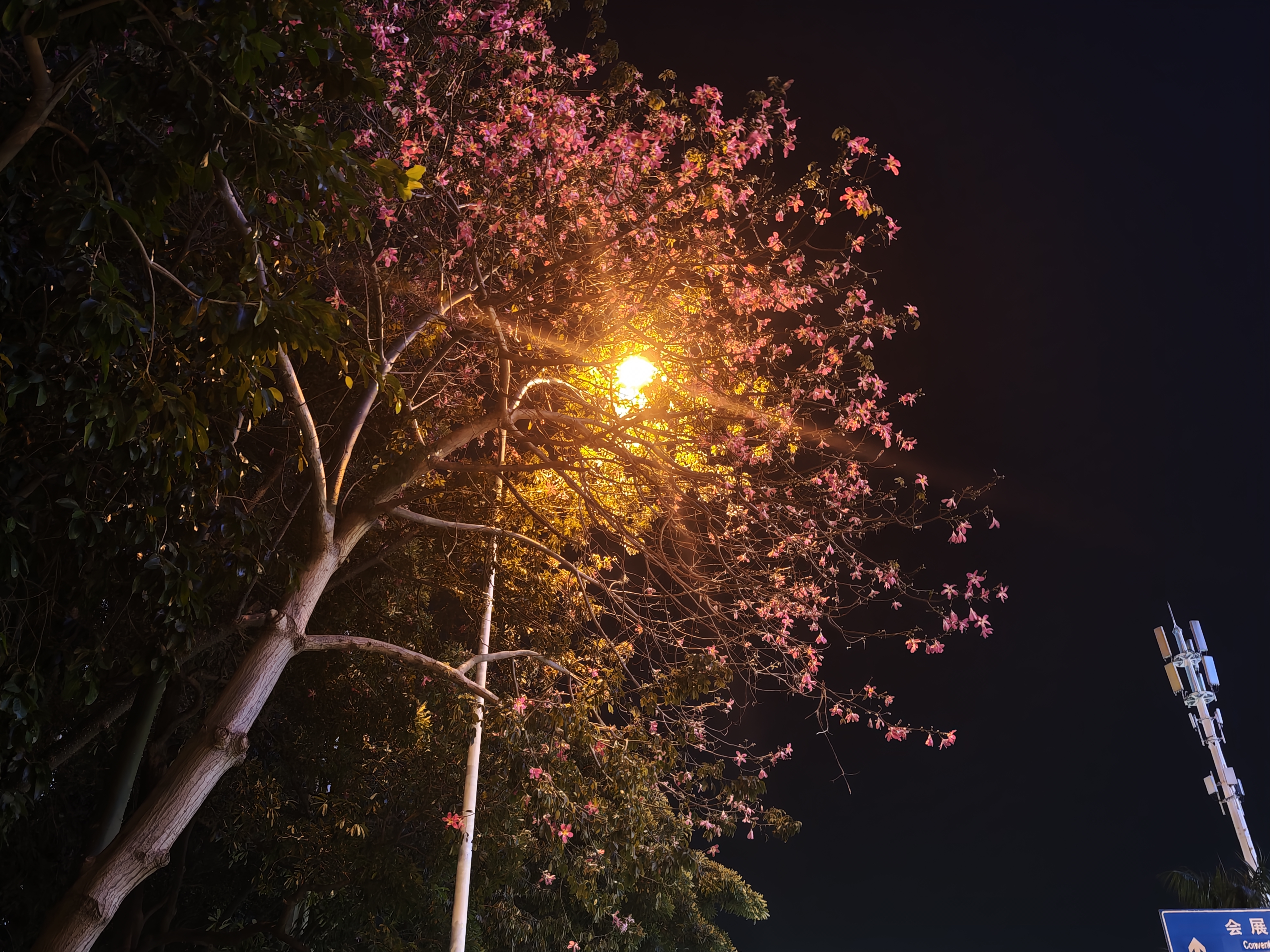路灯下的花